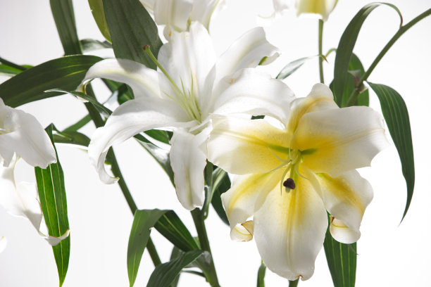 百合花图片下载