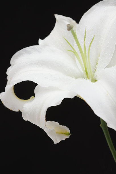 百合花图片下载