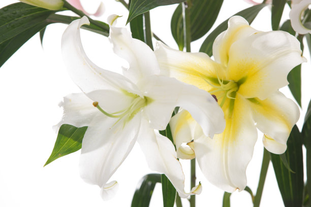 百合花图片下载