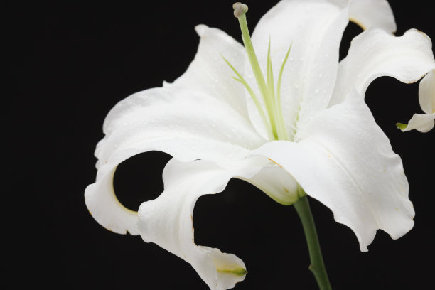 百合花图片下载