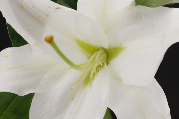 百合花图片下载