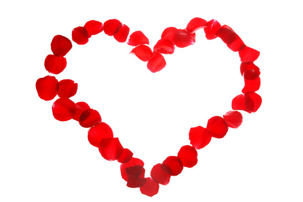 玫瑰花图片下载