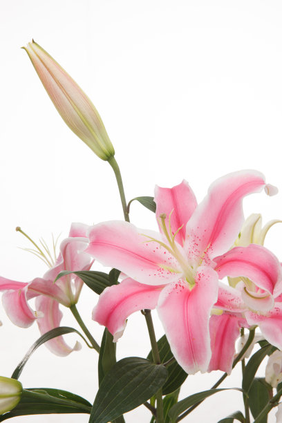 百合花图片下载