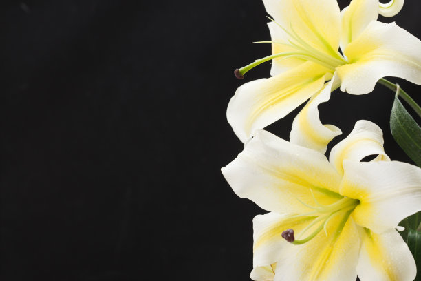 百合花图片下载