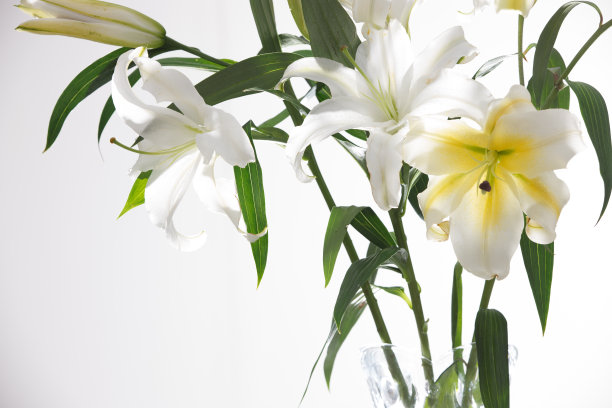 百合花图片下载