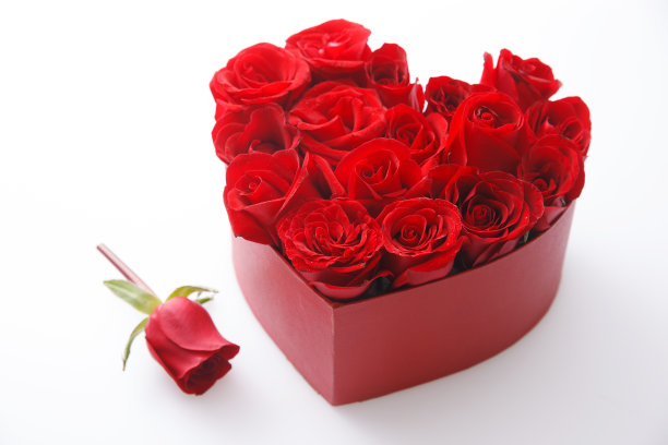 玫瑰花图片下载