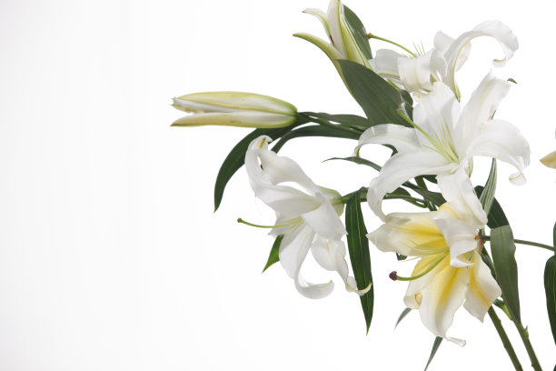 百合花图片下载