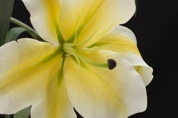 百合花图片下载