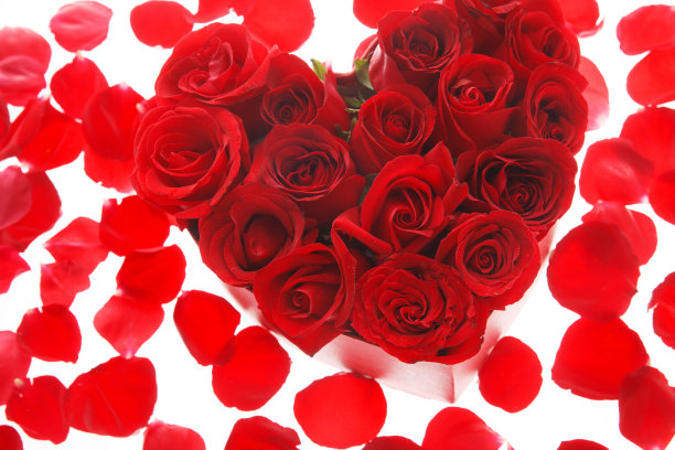 玫瑰花图片下载