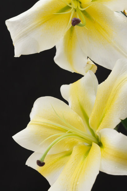 百合花图片下载