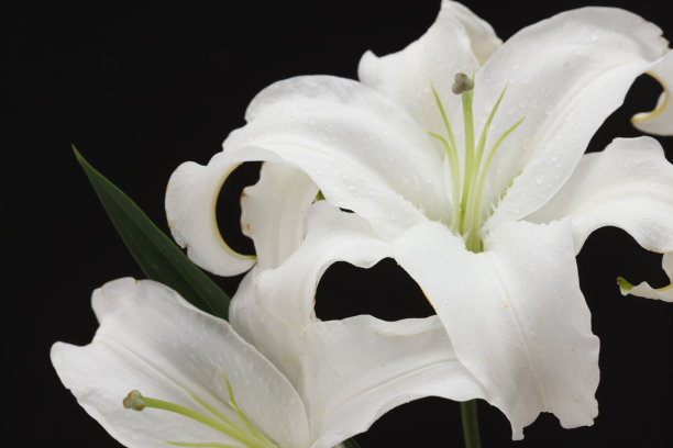 百合花图片下载