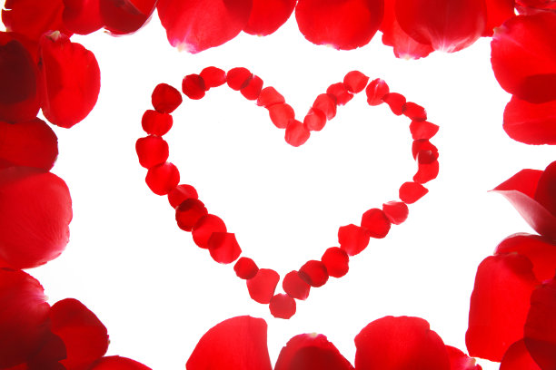 玫瑰花图片下载