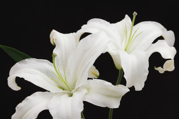 百合花图片下载