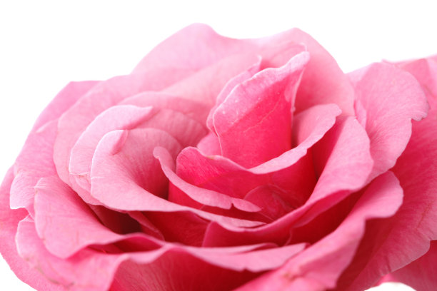 玫瑰花图片下载