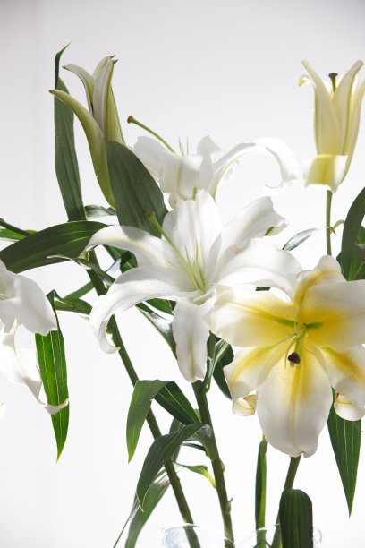 百合花图片下载