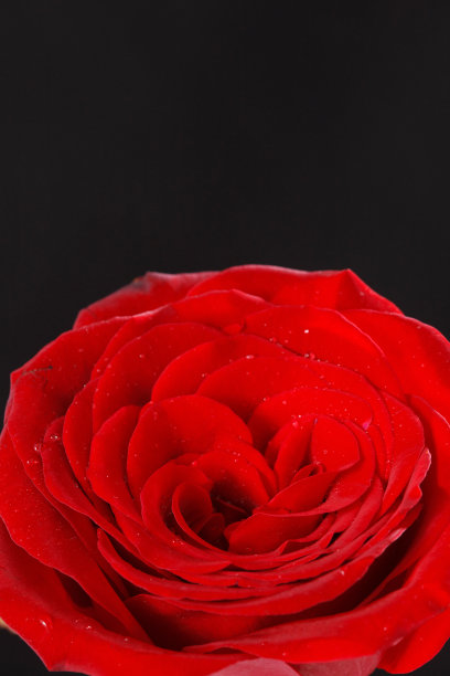 玫瑰花图片下载