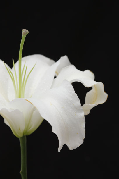 百合花图片下载