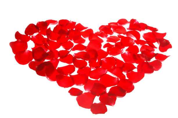 玫瑰花图片下载