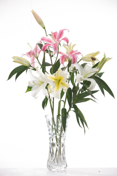 百合花图片下载