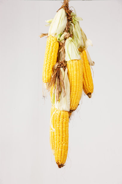 玉米图片下载