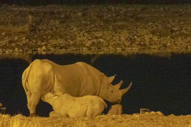 纳米比亚Etosha国家公园的一个水坑里，一只小黑犀牛正在吮吸母亲的乳汁。图片下载