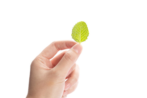 薄荷叶图片下载