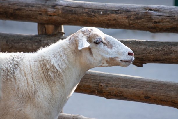 绵羊头在农场的特写照片图片下载