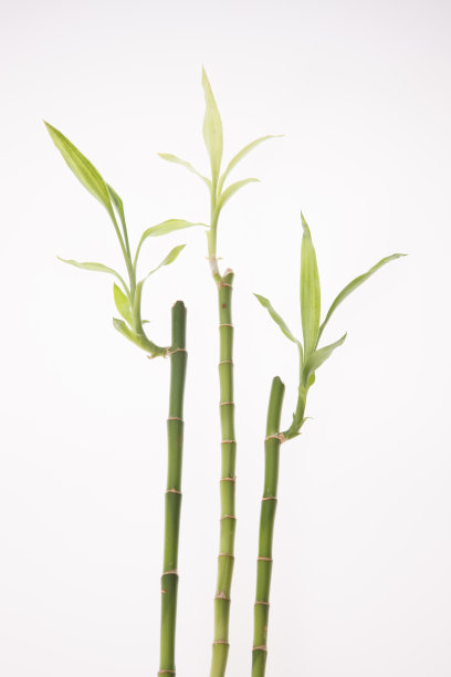 富贵竹图片下载