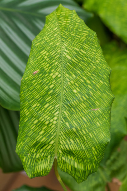 镶嵌竹芋图片下载