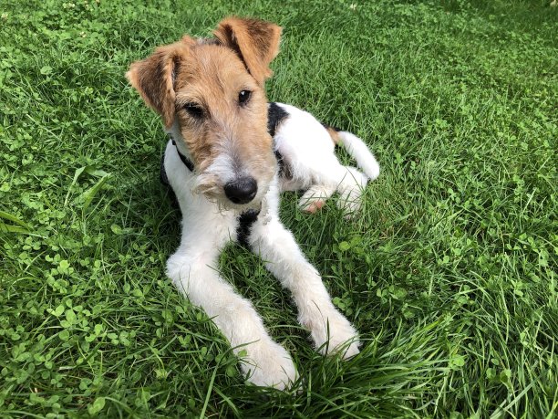 一只放松的狗躺在草地上图片下载