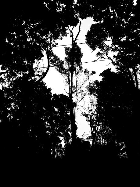 轮廓黑暗森林图片下载