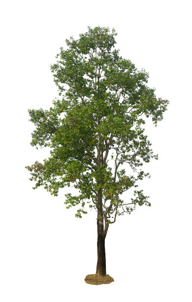 大树被隔离在白色背景上图片下载