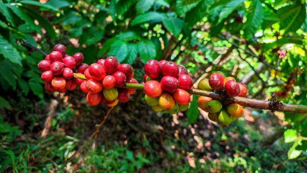 茎上的老咖啡樱桃非常稠密图片下载