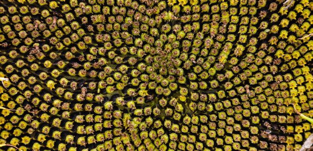 阳光明媚的日子里，向日葵种子紧跟着背景图片下载