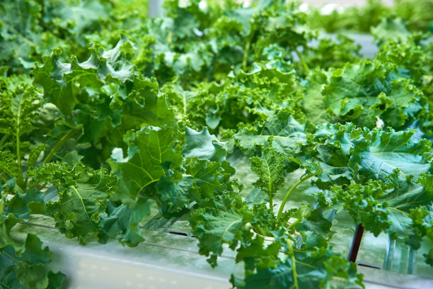 ้ั在室内园艺室内用led照明的rucola沙拉树农田水培种植图片下载