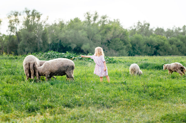快乐快乐的女孩宝宝微笑着，在夏天的户外试着喂羊/快乐的孩子。孩子们的一天。图片下载