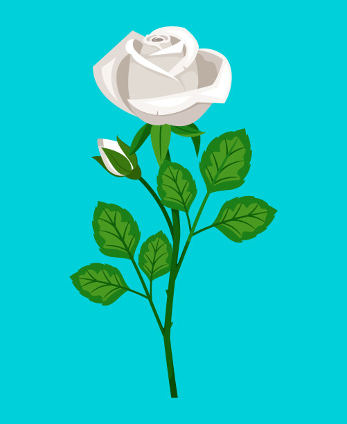 漂亮的白玫瑰花蕾分离载体花图片下载