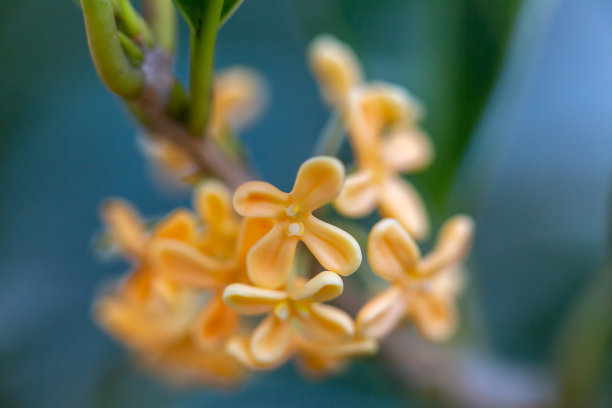 金莫库塞图片下载