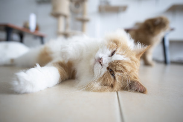 波斯猫躺在专门为猫准备的房间里。波斯猫是很受欢迎的宠物，因为它们可爱，友好，有漂亮的皮毛。图片下载