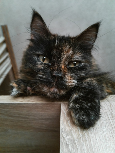 一只黑斑猫躺在客厅的书架上向下看。底视图图片下载