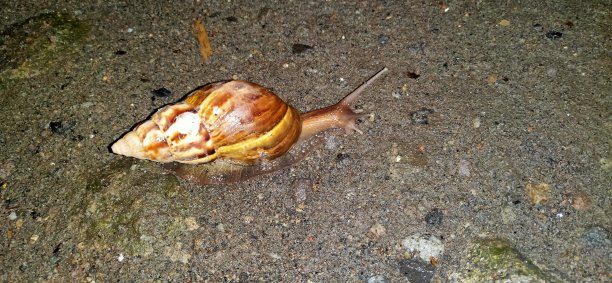 蜗牛的动物图片下载