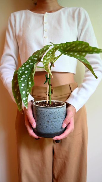 一个女人手里的绿色植物图片下载