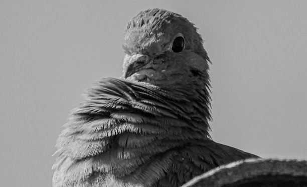 圣地亚哥鸽子。图片下载