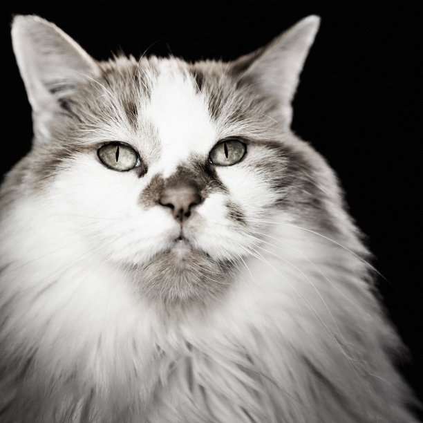 土耳其凡猫图片下载