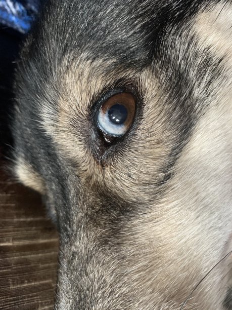 狗的眼睛图片下载