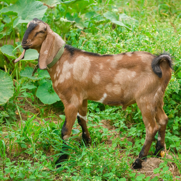夏天在户外的棕色山羊照片摄影图片