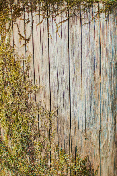 木制的表面覆盖着绿色的汽车。苔藓长在树的表面。图片下载