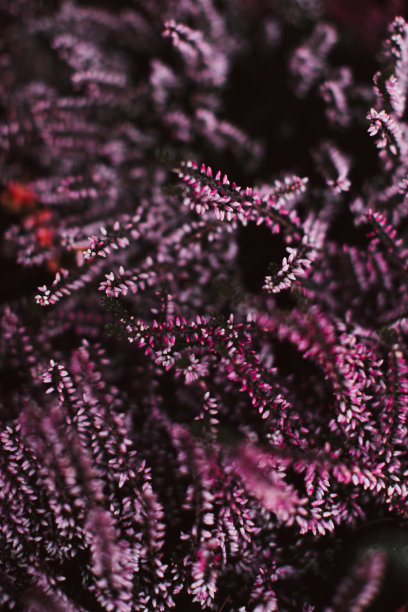 花园里生长着奇异的紫罗兰花。形象适用于农业、香水、化妆品SPA、医疗行业及各种广告素材。图片下载