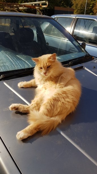 毛茸茸的金猫躺在汽车引擎盖上，在阳光下取暖图片下载