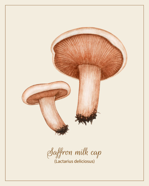 古董植物海报与水彩向量乳美味(藏红花牛奶帽)。野生森林食用红菇。收获季节自然手绘复古插图图片下载